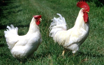 Crevari: il Palio del Gallinaccio, esempio di partecipazione