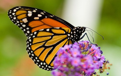 Che cosa è la “chitina”? La seconda materia più diffusa in natura