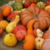LA 25esima edizione della mostra “dalla a..alla Zucca” a Murta