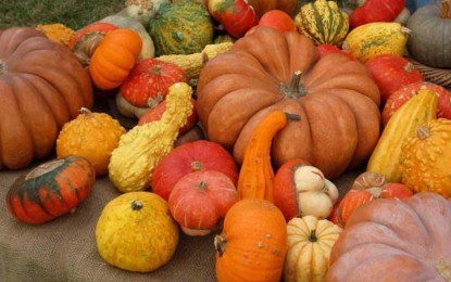 Murta e zucche, al via il tradizionale appuntamento della Val Polcevera