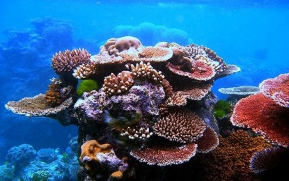 “In Indonesia: lungo la rotta di Wallace”, incontro all’Acquario