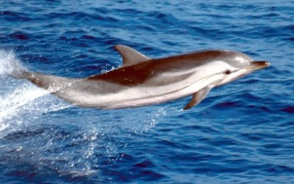 CrocerAcquario, escursioni alla scoperta dei cetacei
