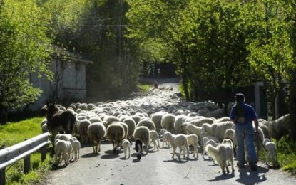 Lavoro: i giovani italiani tornano a fare i pastori