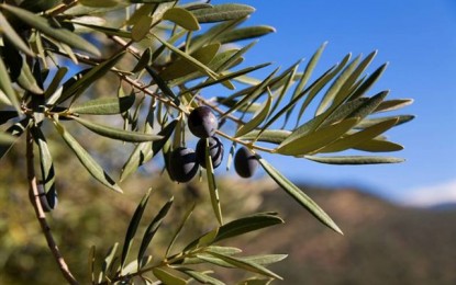 Escursione guidata ai frantoi, camminata suggestiva sulle alture di Moneglia