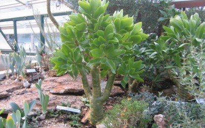 San Fruttuoso: corsi di giardinaggio, potatura e apicoltura