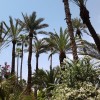 Jardin Majorelle palmeto