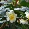 La Camellia: la “curiosità” botanica di origine orientale