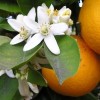 Liquore ai fiori di arancio, ecco come prepararlo