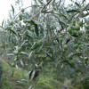 Olea Europea: produzione dell’olio e pianta per il terrazzo