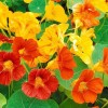 Tropaeolum Majus (nasturzio): una pianta facile da coltivare