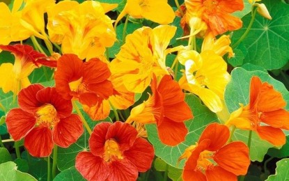 Tropaeolum Majus (nasturzio): una pianta facile da coltivare