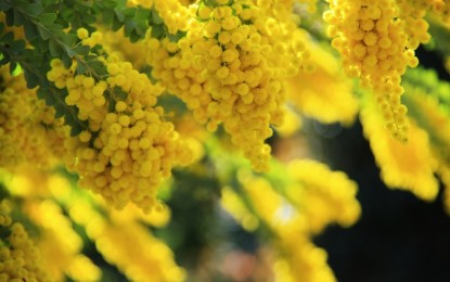 Sagra della mimosa: appuntamento con la tradizione a Pieve Ligure