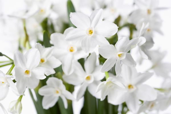 Le piante a Natale: idee regalo e consigli per originali decorazioni