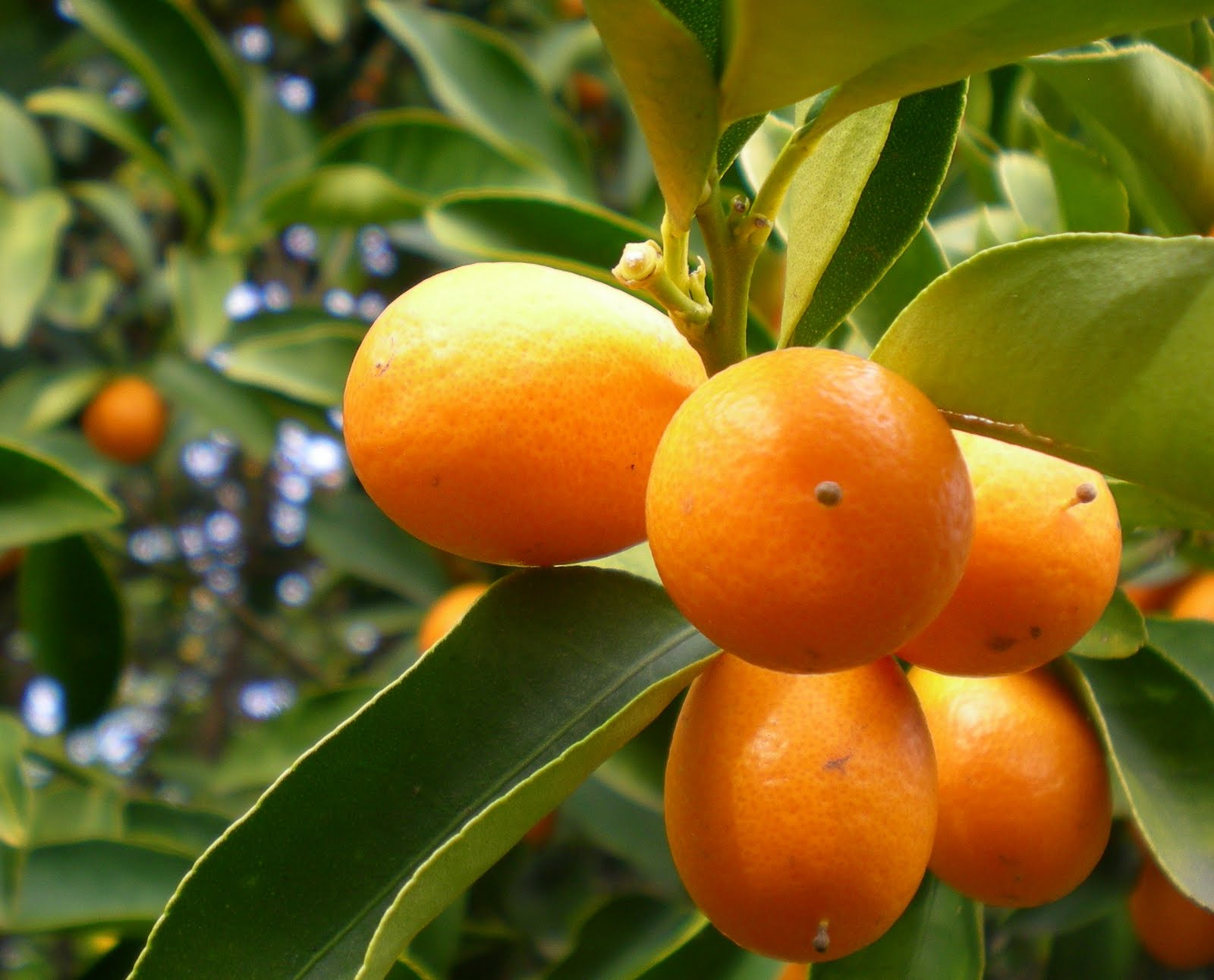 Il Kumquat: coltivato in Cina sin dal XII secolo, è perfetto per il clima mediterraneo