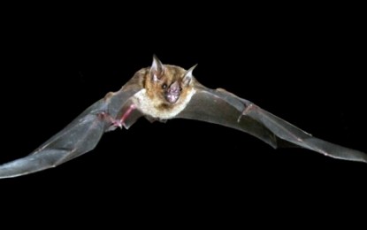 La notte europea dei pipistrelli nel Parco dell’Aveto