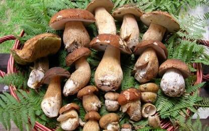 Sagra del porcino a Busalla: gastronomia, musica, sport e dibattiti