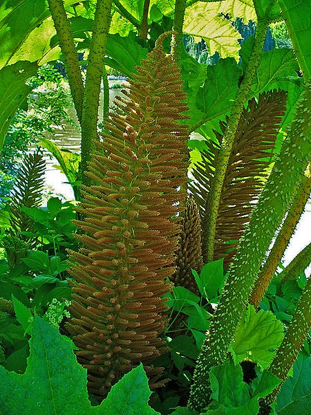 La Gunnera, pianta dalle foglie giganti