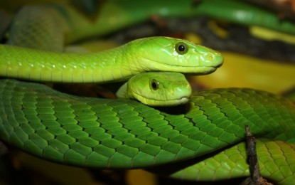 Snakes, una mostra dedicata al magnifico mondo dei serpenti