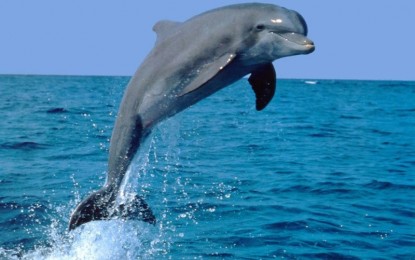 Acquario4kids, le iniziative per bambini all’Acquario di Genova