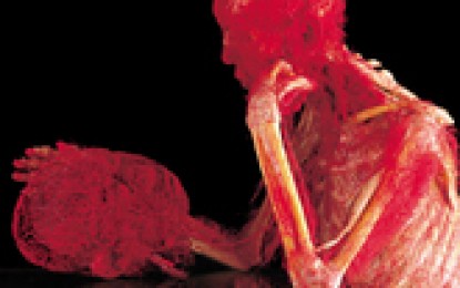 Ferragosto, apertura straordinaria della mostra Body Worlds