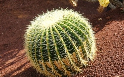 Incontro sulla Flora delle isole Canarie